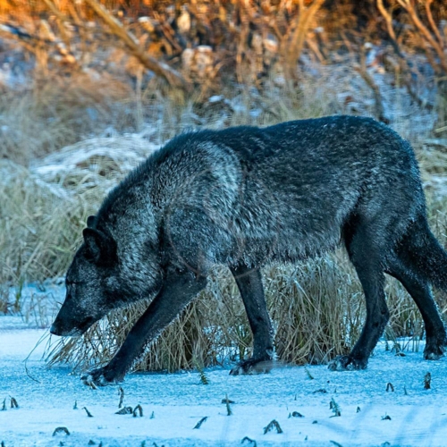 canada churchill wild nanuk polar bear lodge 005