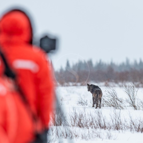 canada churchill wild nanuk polar bear lodge 006