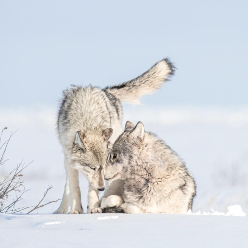 canada churchill wild nanuk polar bear lodge 007