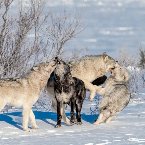 canada churchill wild nanuk polar bear lodge 009