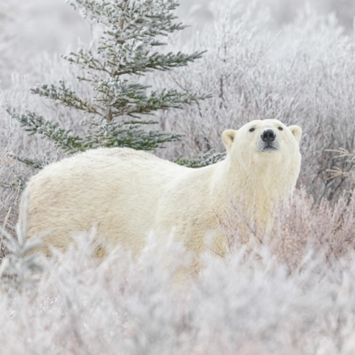 canada churchill wild nanuk polar bear lodge 011