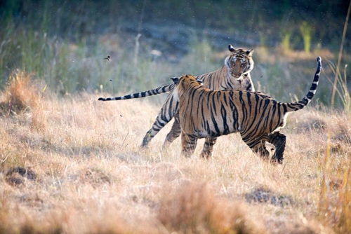 inde pons alain safari tigre inde 001-2