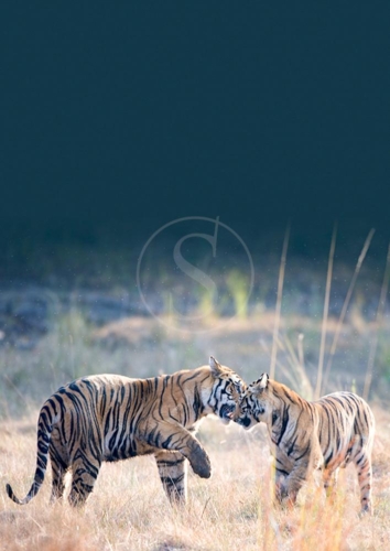 inde pons alain safari tigre inde 003-2