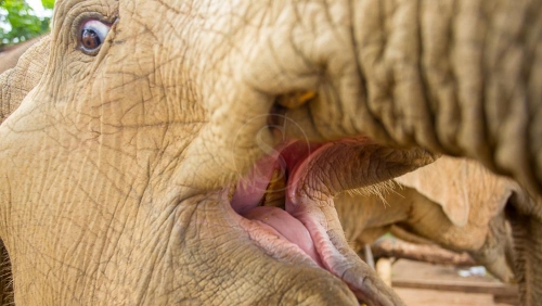 MandaLao Elephant Conservation, Laos © Etendues Sauvages