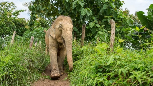 MandaLao Elephant Conservation, Laos © Etendues Sauvages