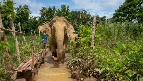 MandaLao Elephant Conservation, Laos © Etendues Sauvages