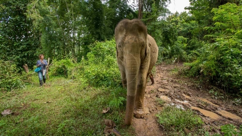 MandaLao Elephant Conservation, Laos © Etendues Sauvages