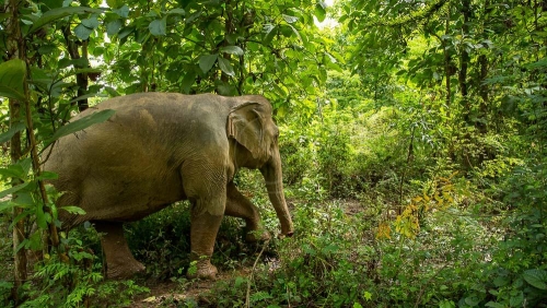 MandaLao Elephant Conservation, Laos © Etendues Sauvages