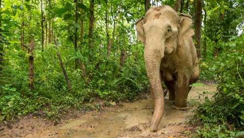 MandaLao Elephant Conservation, Laos © Etendues Sauvages