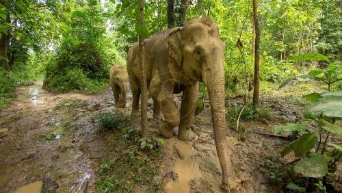 MandaLao Elephant Conservation, Laos © Etendues Sauvages