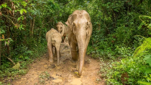 MandaLao Elephant Conservation, Laos © Etendues Sauvages