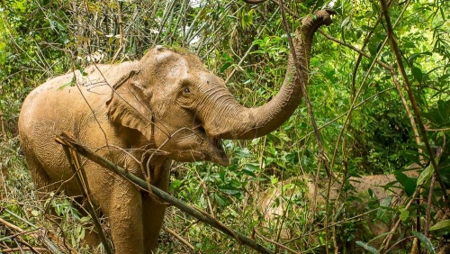 MandaLao Elephant Conservation, Laos © Etendues Sauvages