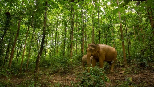 MandaLao Elephant Conservation, Laos © Etendues Sauvages