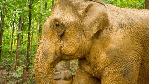 MandaLao Elephant Conservation, Laos © Etendues Sauvages