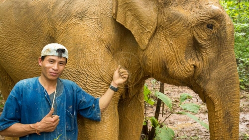 MandaLao Elephant Conservation, Laos © Etendues Sauvages