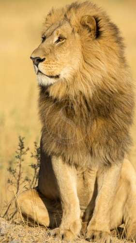 Safari au Botswana © Laurent Guillot