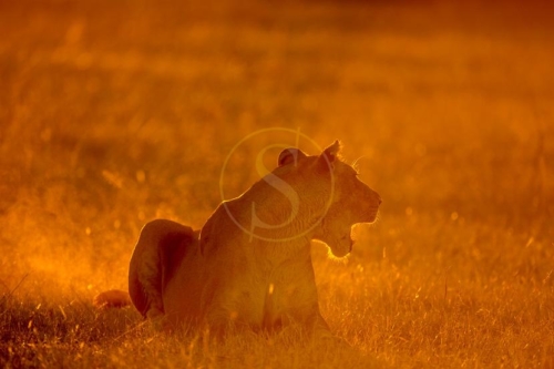 Safari au Botswana © Laurent Guillot
