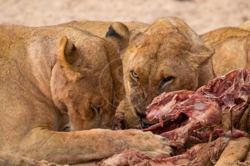Safari en Zambie © Laurent Guillot