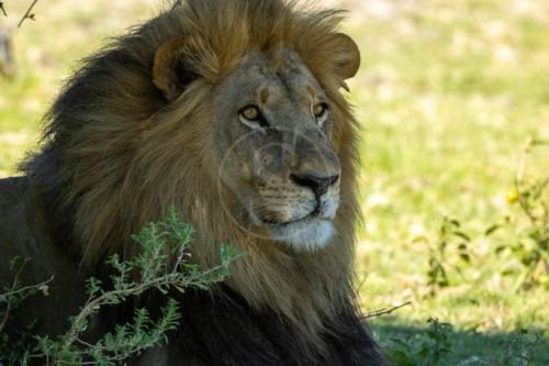 Safari au Botswana © Laurent Guillot