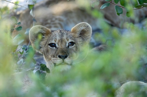 Safari au Botswana © Laurent Guillot