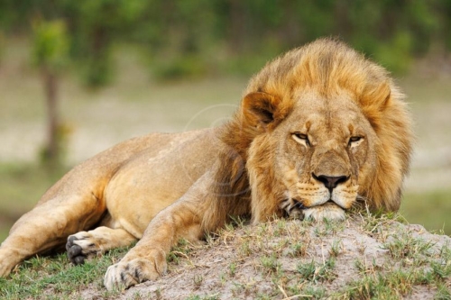 Safari au Botswana © Laurent Guillot