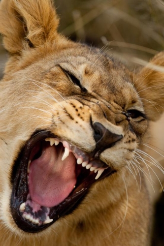 Safari au Botswana © Laurent Guillot