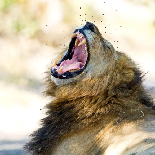 Safari au Botswana © Laurent Guillot