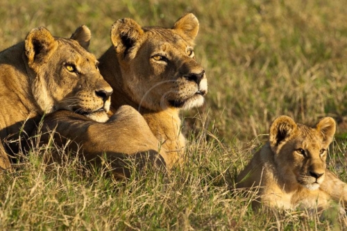 Safari au Botswana © Laurent Guillot