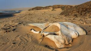 Namibie, Skeleton Coast © Christophe Courteau