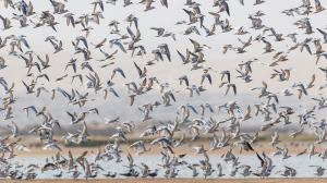 Namibie, Skeleton Coast © Christophe Courteau