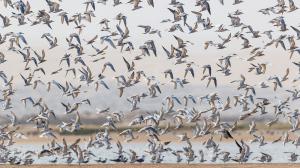 Namibie, Skeleton Coast © Christophe Courteau