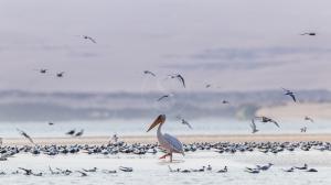 Namibie, Skeleton Coast © Christophe Courteau