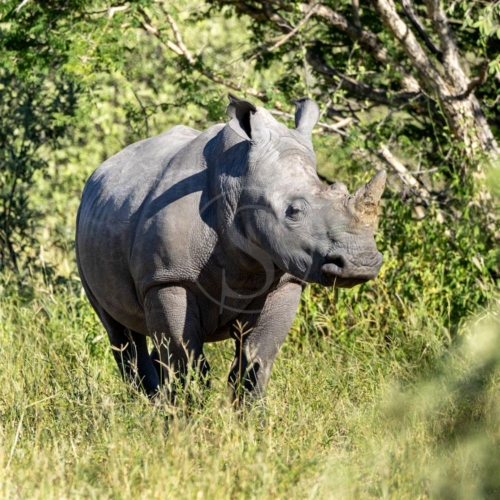 rhino 005