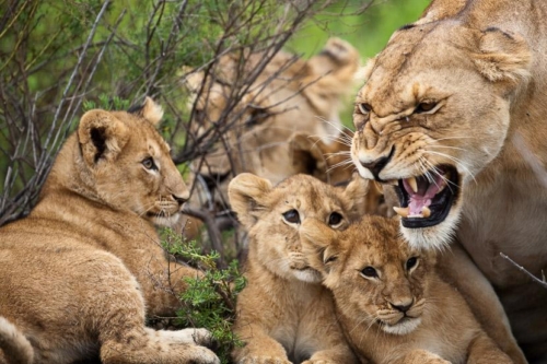 Lions dans la région de Ndutu, Tanzanie © Etendues Sauvages