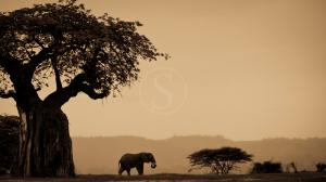 Kwihala Ruaha, Tanzanie