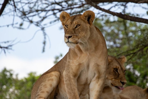 Safari en Tanzanie © Etendues Sauvages