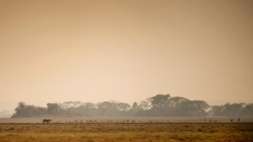 Chisa Busanga, Zambie © Green Safaris