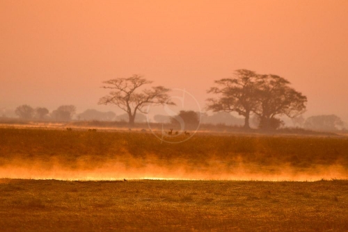 Safari en Zambie © Ludovic R.