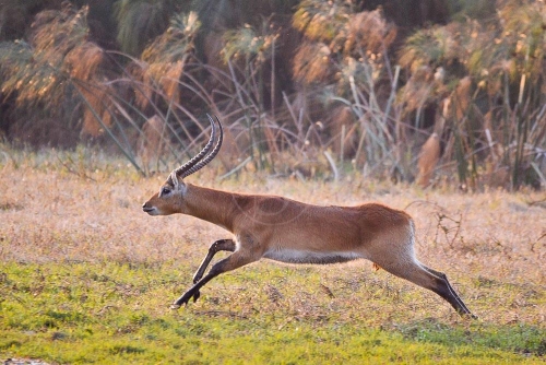 Safari en Zambie © Ludovic R.