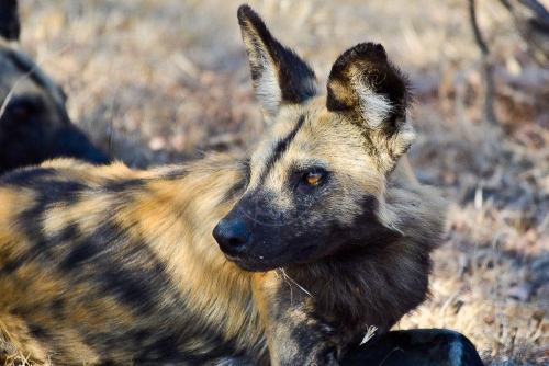 Safari en Zambie © Ludovic R.