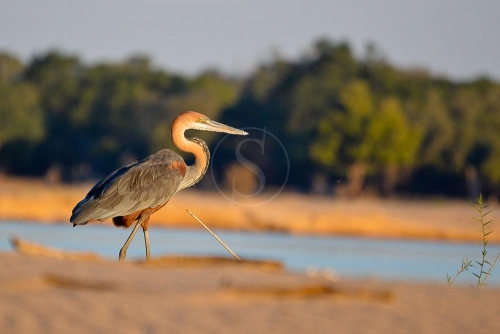 Safari en Zambie © Ludovic R.