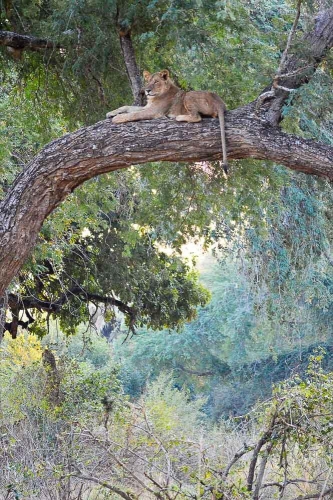 Safari en Zambie © Ludovic R.