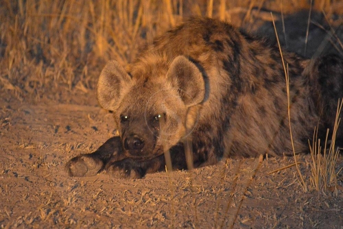 Safari en Zambie © Ludovic R.