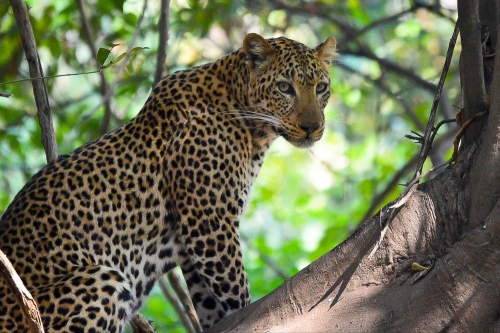 Safari en Zambie © Ludovic R.