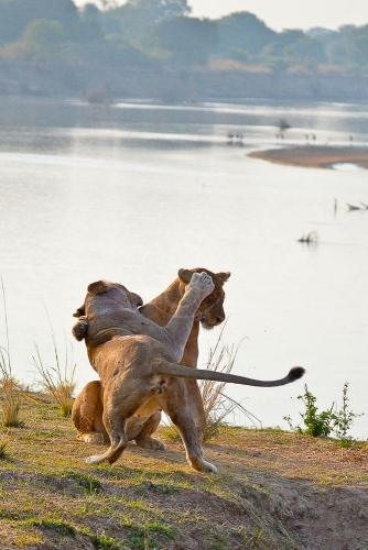 Safari en Zambie © Ludovic R.