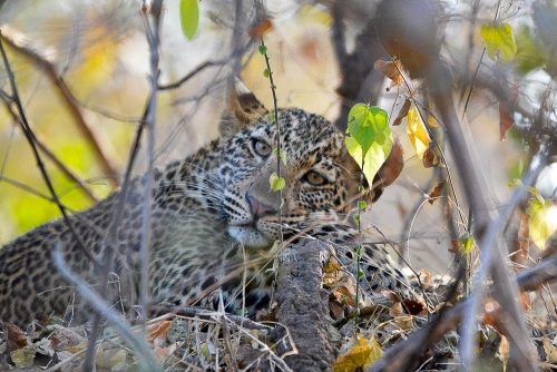 Safari en Zambie © Ludovic R.