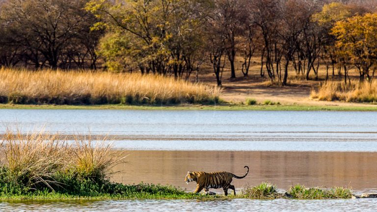 Encountering India’s Tiger, King of the Jungle