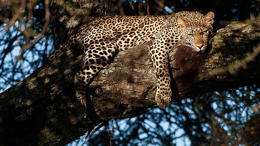Safari atmosphere, Tanzania © Alain Pons