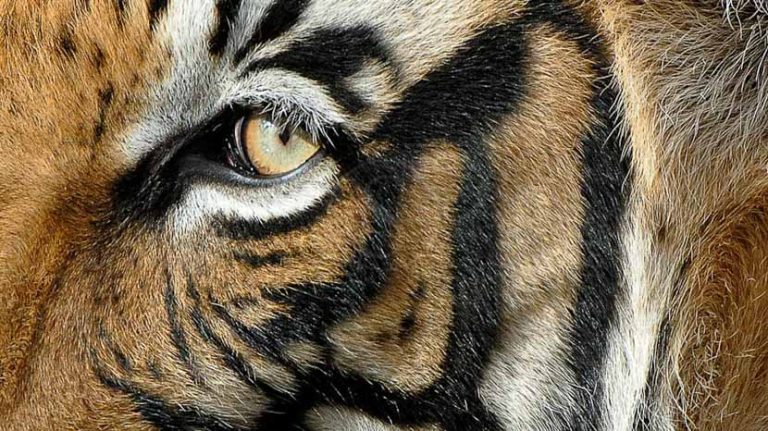 Feline coats: can you tell them apart?