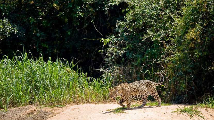Jaguar in the Pantanal, Brazil © Christophe Courteau